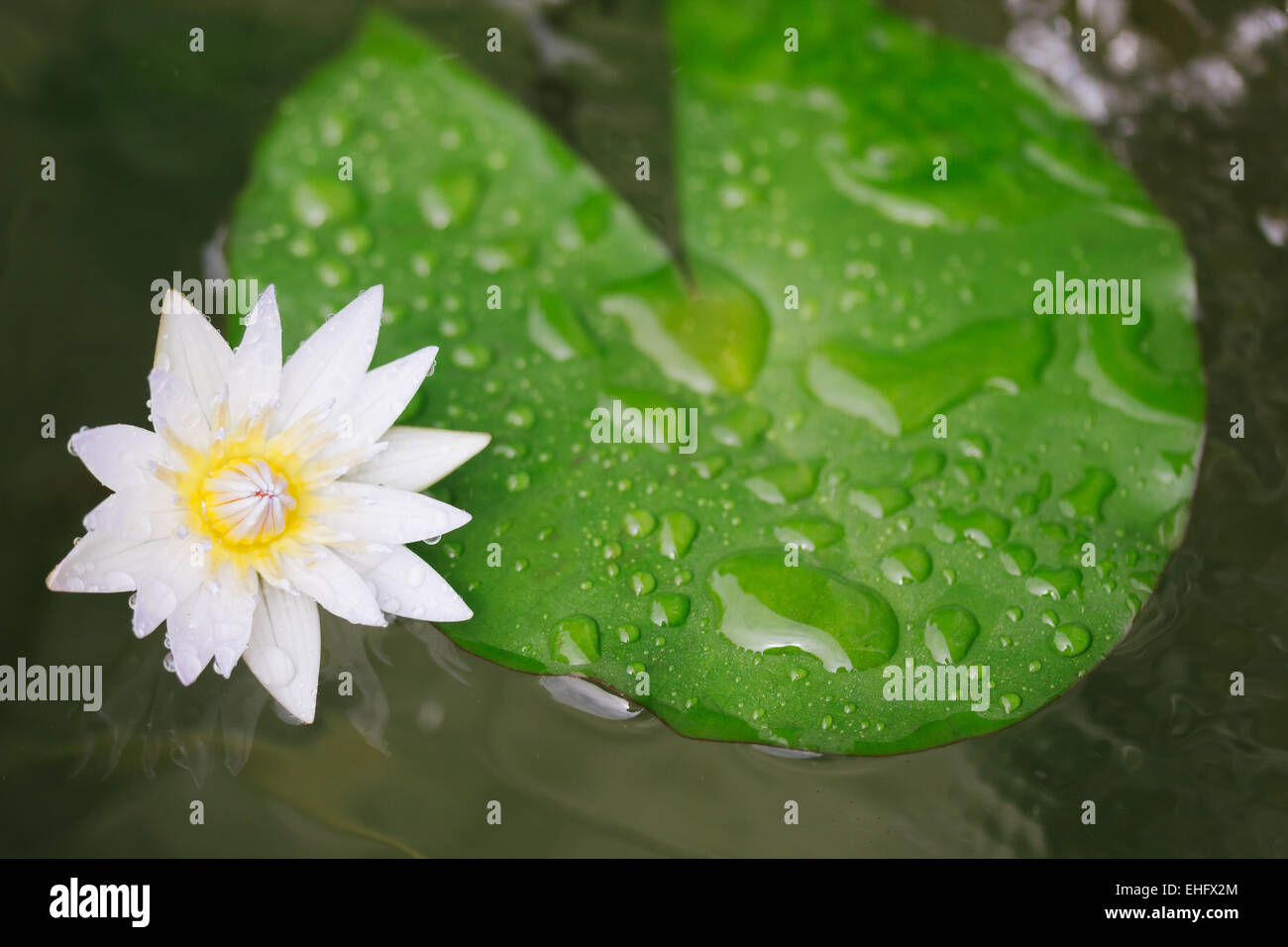 weißer Lotusblume Stockfoto