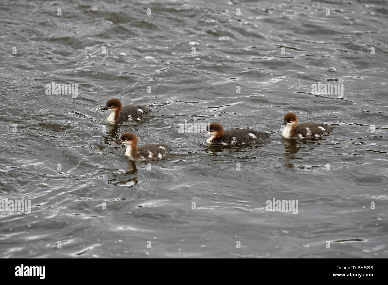 Gänsesäger (gemeinsame Prototyp), Mergus Prototyp Brut von vier Duckings im Fluss Stockfoto