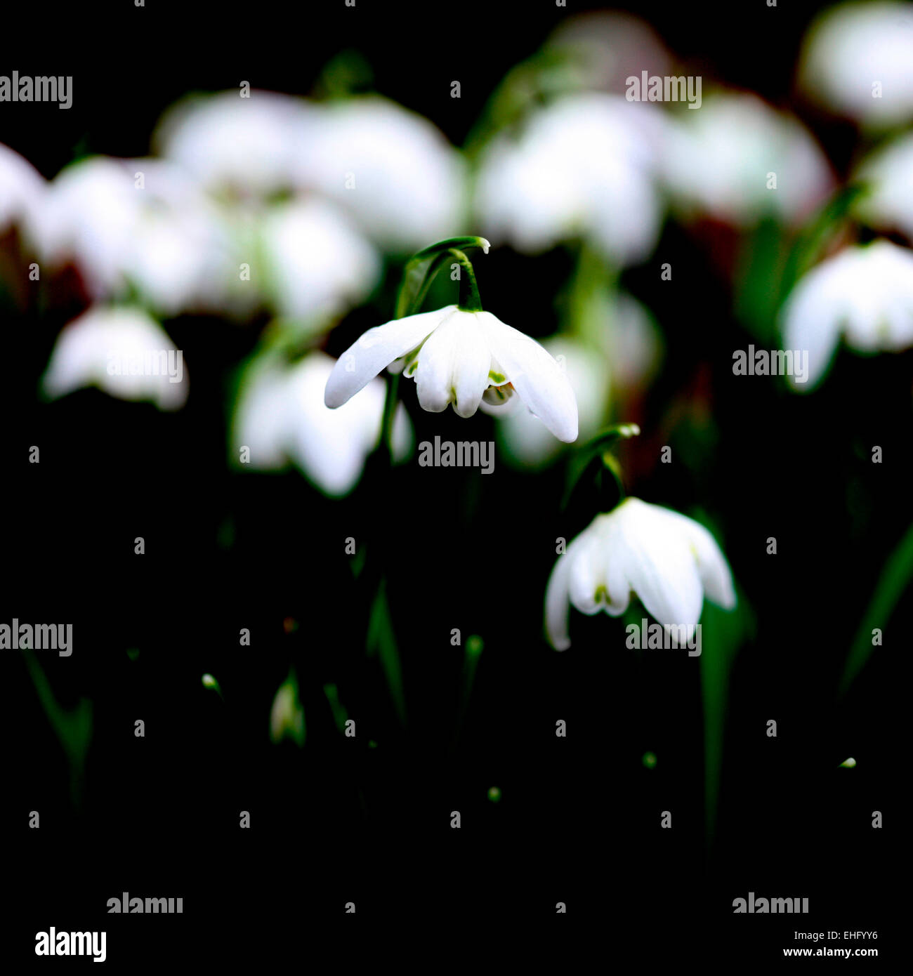 Schönen Schneeglöckchen ersten Anzeichen des Frühlings Jane Ann Butler Fotografie JABP678 Stockfoto