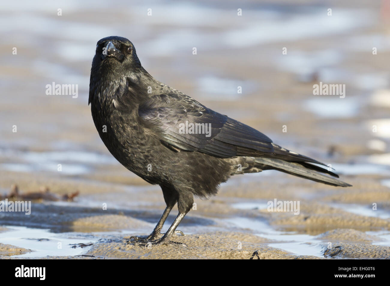 Kolkrabe (Corvus Corax) am Strand Stockfoto