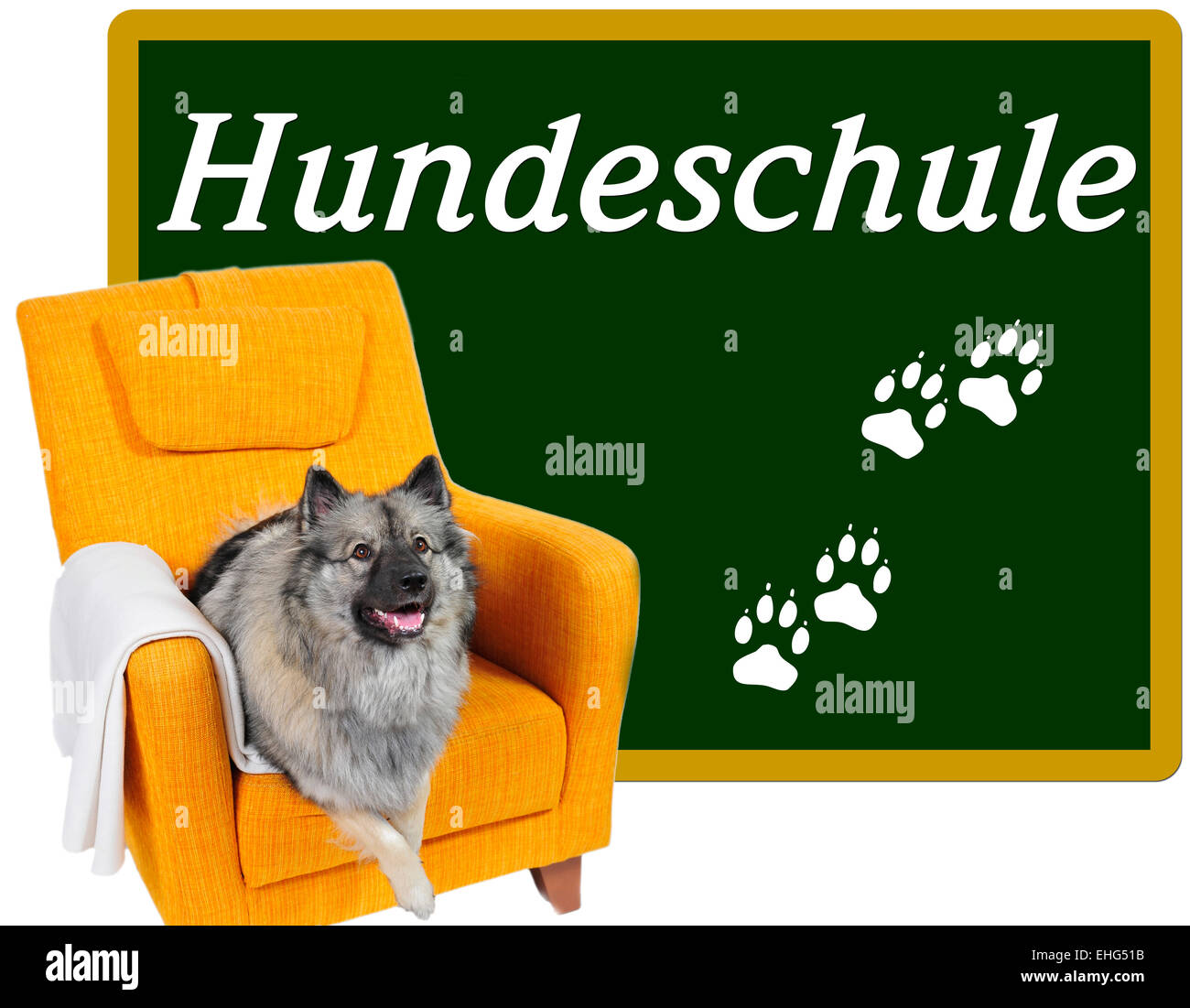 Hund-Scool Stockfoto