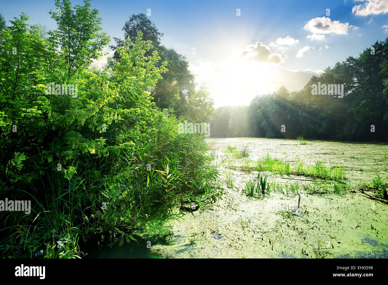 Algen im River an sonniger Tag im Sommer Stockfoto