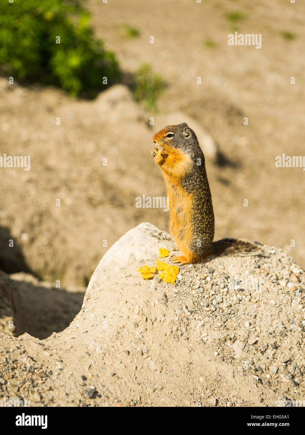 Kolumbianische Grundeichhörnchen nahe Salmo Creston Gipfel, Stagleap Provincial Park, Highway 3 in den Kootenay Rockies, BC, Kanada Stockfoto