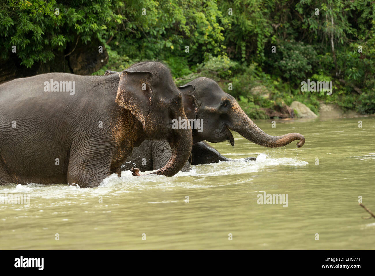 Sumatra-Elefanten Sumatra Indonesien gefährdet Stockfoto