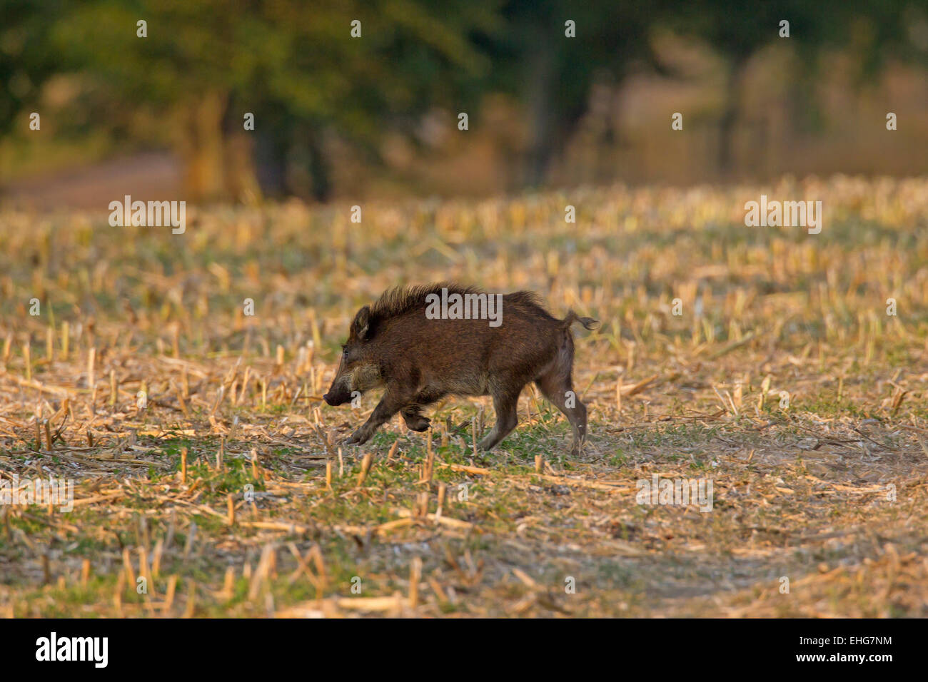 Wildschwein (Sus Scrofa) Juvenile überqueren eine Stubblefield im Sommer Stockfoto
