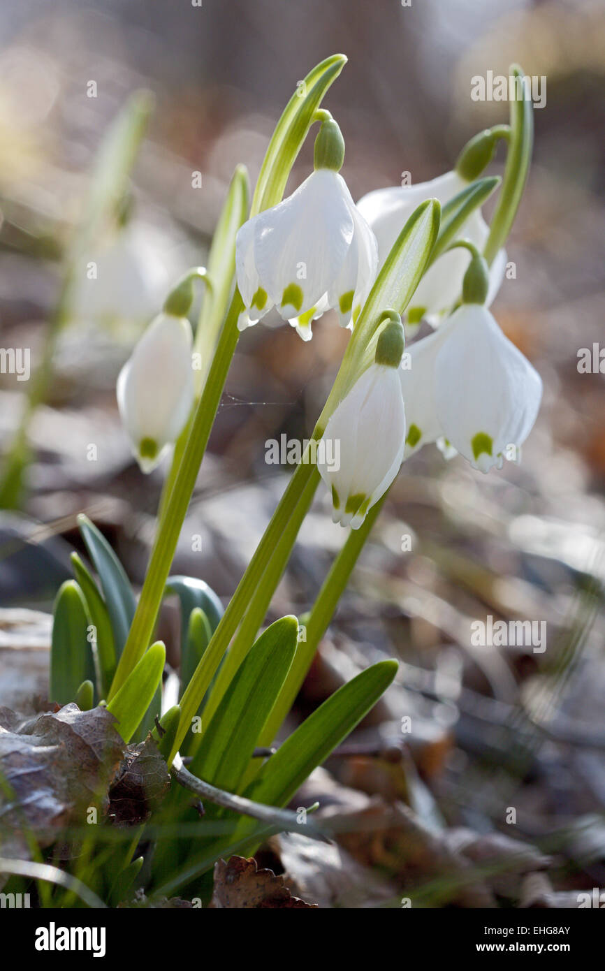 Leucojum Vernum, Spring Snow Flake Stockfoto