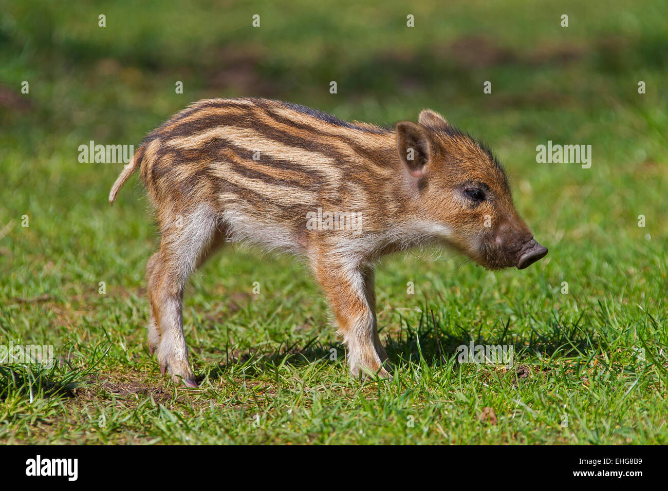 Wildschwein (Sus Scrofa) Ferkel im Frühjahr Stockfoto
