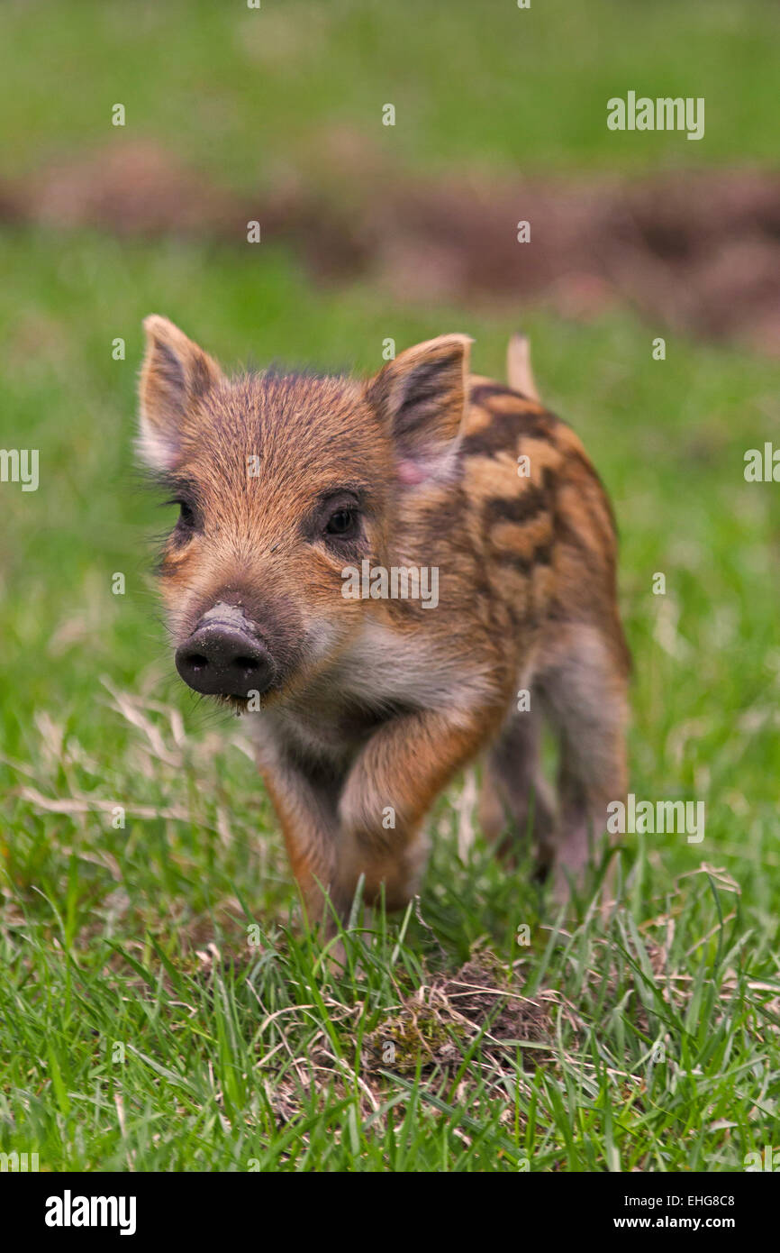 Wildschwein (Sus Scrofa) Ferkel im Frühjahr Stockfoto