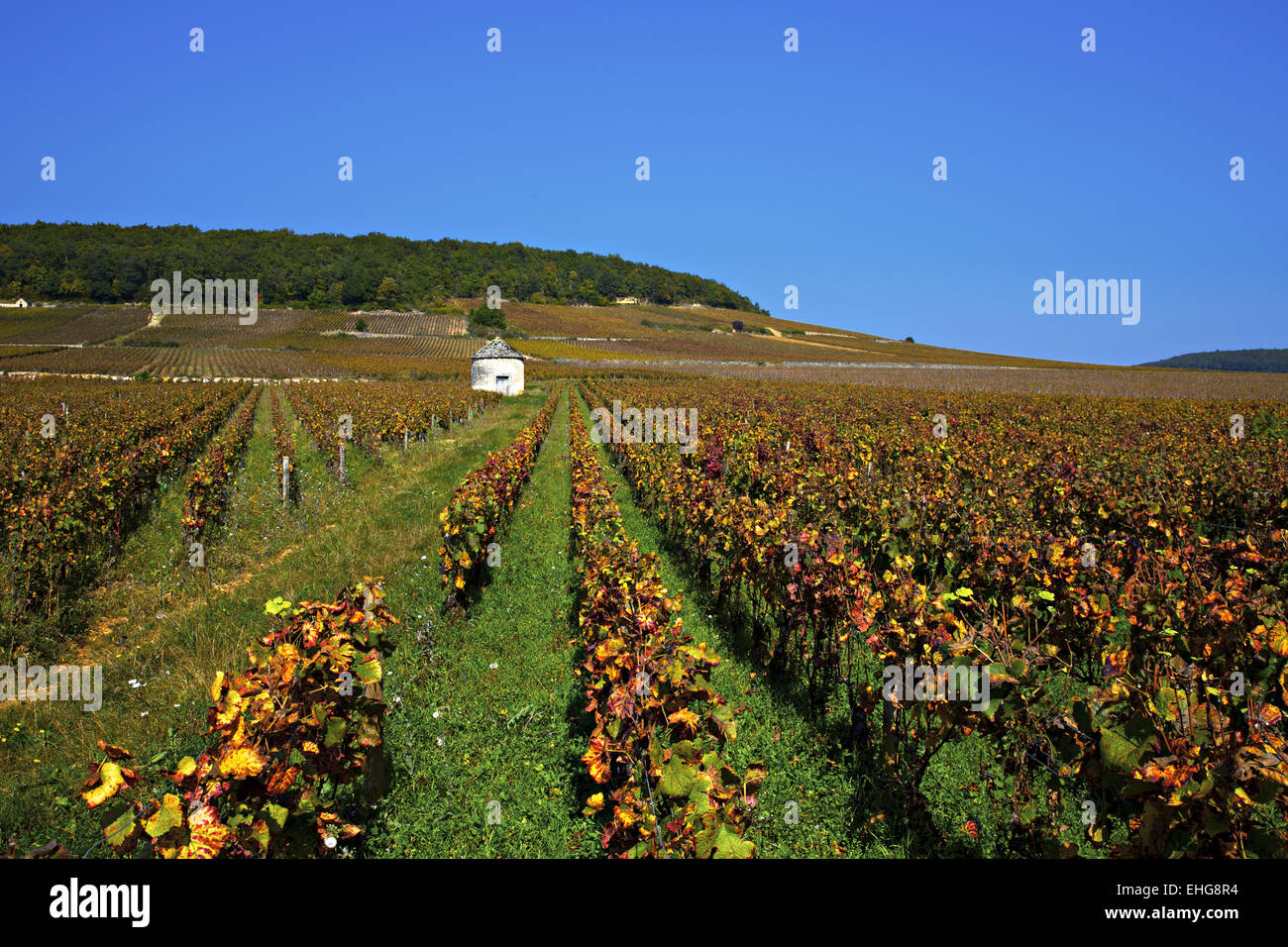 Weinberge in der Nähe von Savigny-Les-Beaune, Burgund Stockfoto
