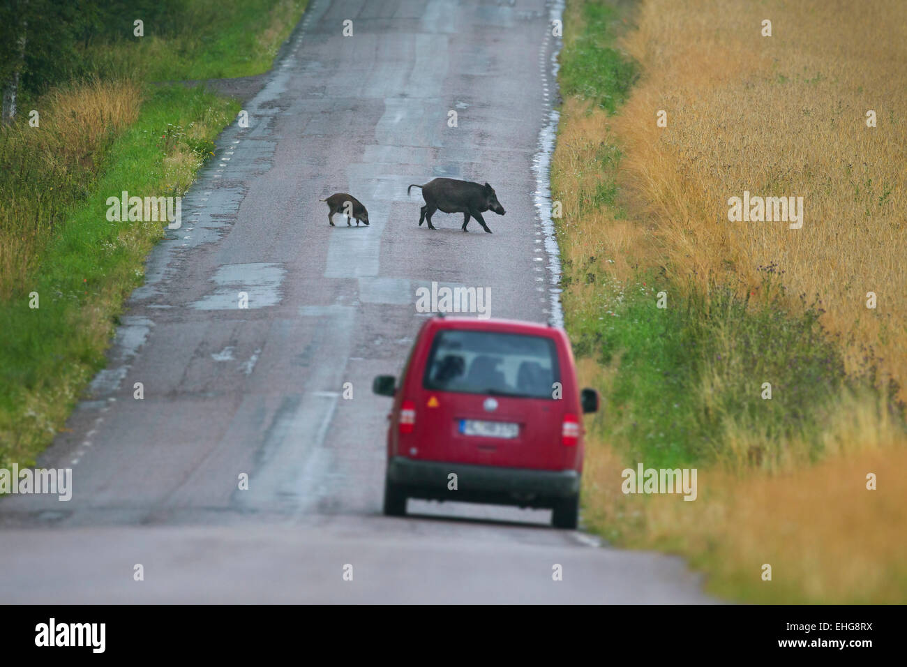 Wildschwein (Sus Scrofa) Sau mit Ferkel überqueren einer Straße in die Landschaft im Sommer Stockfoto