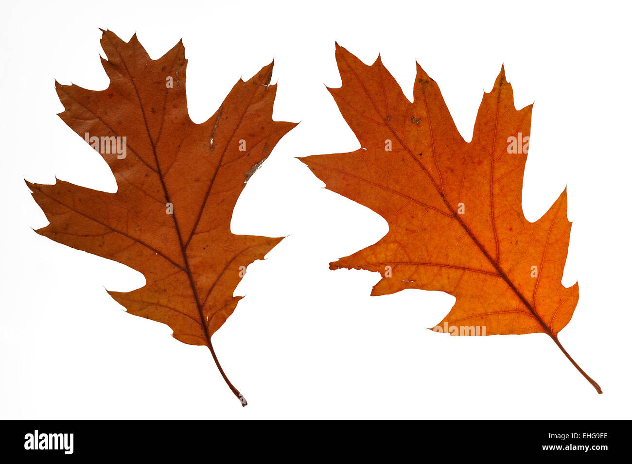 Roteiche / Meister Eiche (Quercus Rubra / Quercus Borealis) Großaufnahme der Blätter im braunen Herbstfarben, ursprünglich aus den USA Stockfoto