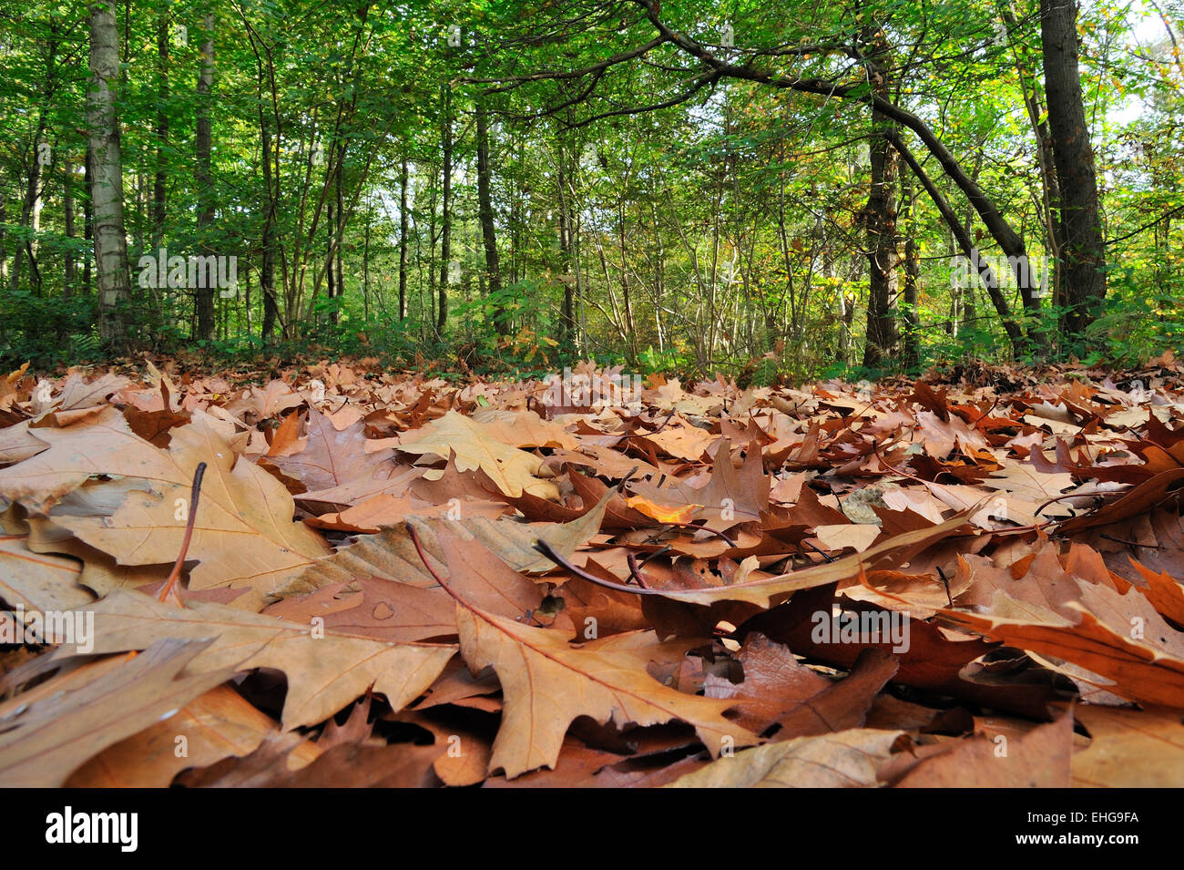 Roteiche / Meister Eiche (Quercus Rubra / Quercus Borealis) Blätter im Herbst auf den Waldboden gefallen Stockfoto