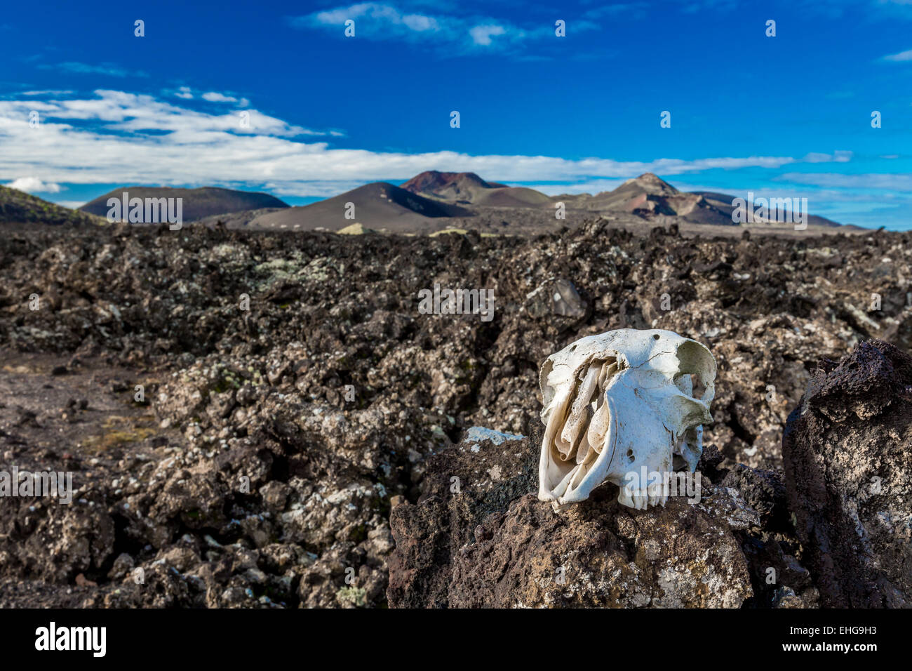 Eine Ziege Schädel auf einem gefrorenen Lava vor der Lanzarote Vulkane Stockfoto