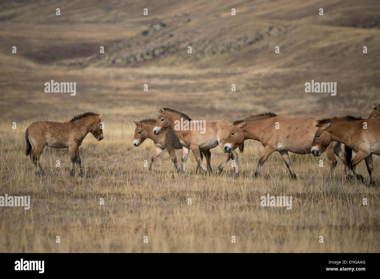 Wilde Takhi Przewalski Pferd Mongolei gratis Tierwelt Stockfoto