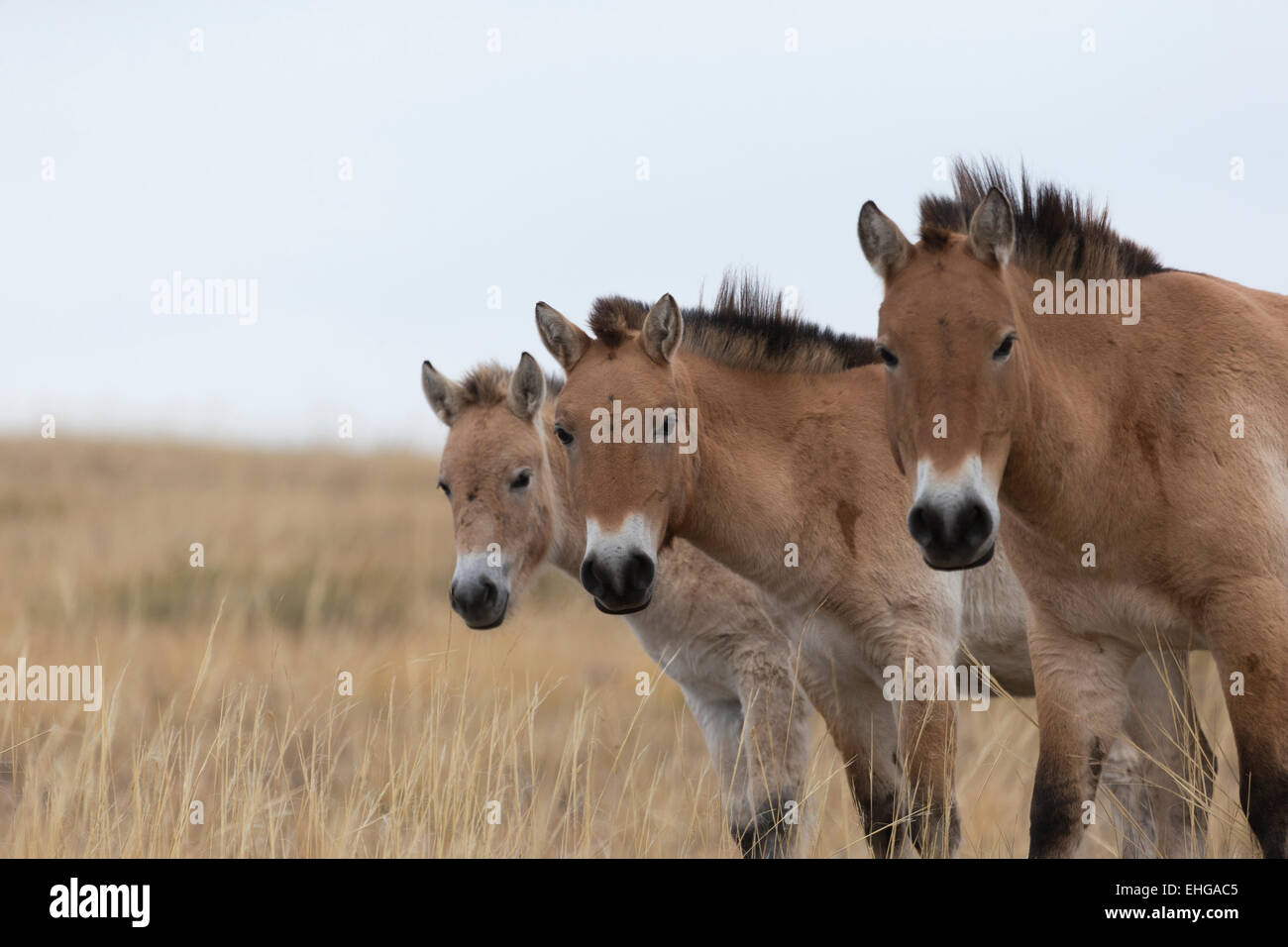 Wilde Takhi Przewalski Pferd Mongolei gratis Tierwelt Stockfoto