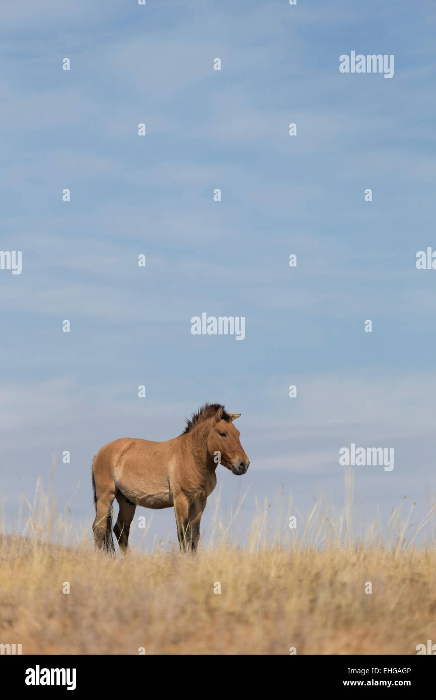 Wilde Takhi Przewalski Pferd Mongolei gratis Tierwelt Stockfoto