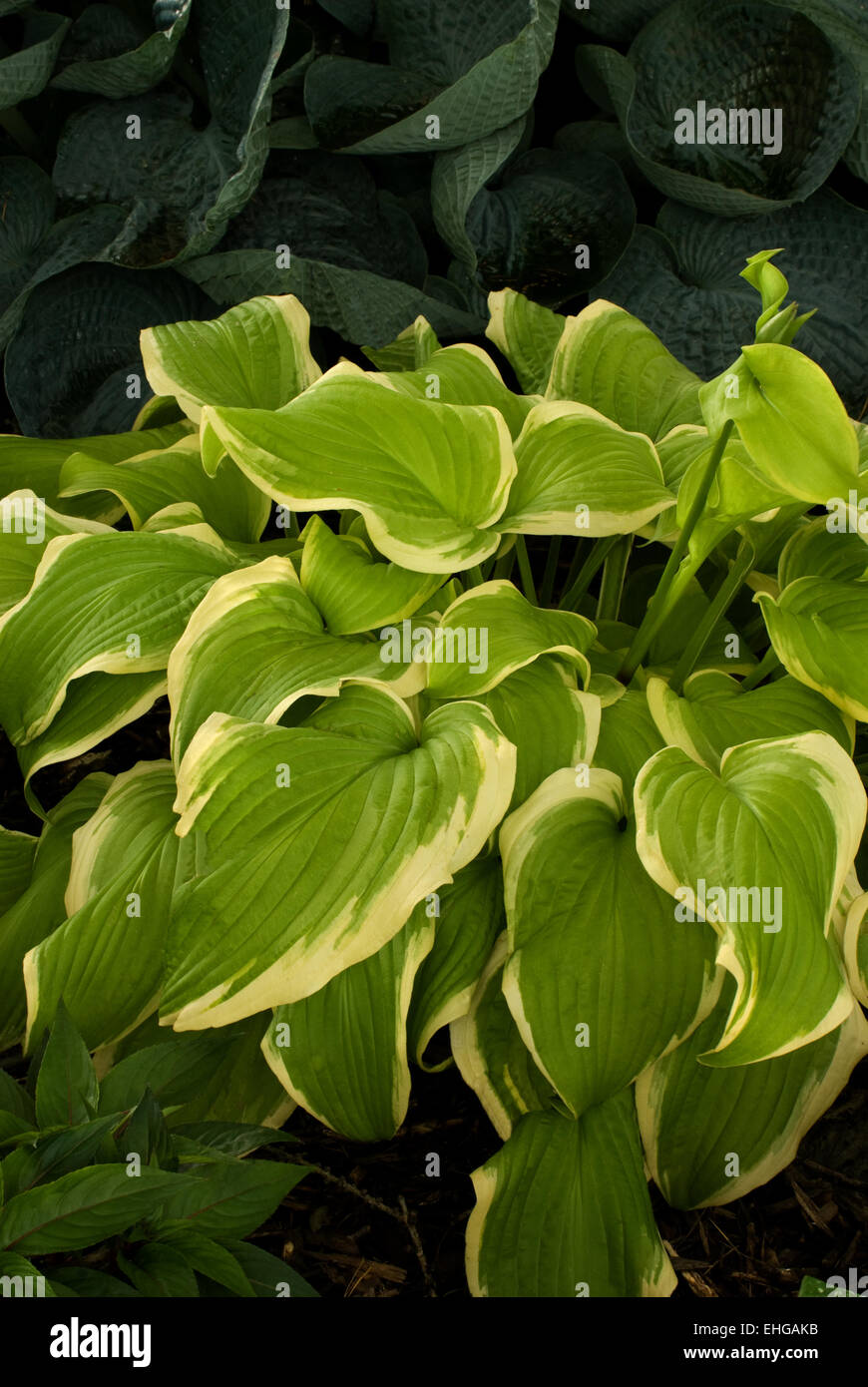 Hosta Sweetie Stockfoto