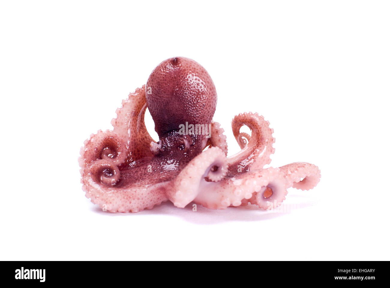 Kleine Tintenfische auf weißem Hintergrund Stockfoto