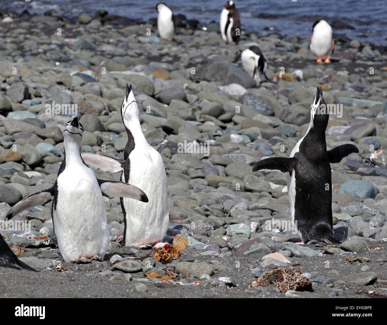 Drei Pinguine Kinnriemen bray und zeigt mit dem Kopf in Richtung Himmel, antarktische Halbinsel, Antarktis Stockfoto