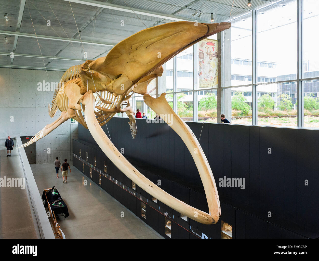 Blauwal Skelett im Atrium der Beaty Biodiversität Museum (2010), der Universität von British Columbia, Vancouver, Kanada Stockfoto