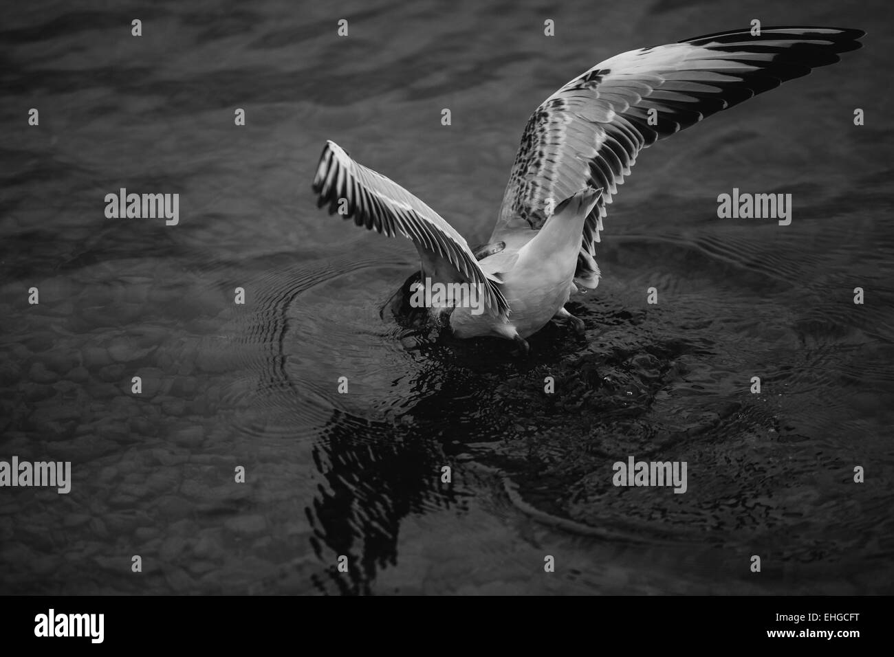 Möwe im Wasser Stockfoto