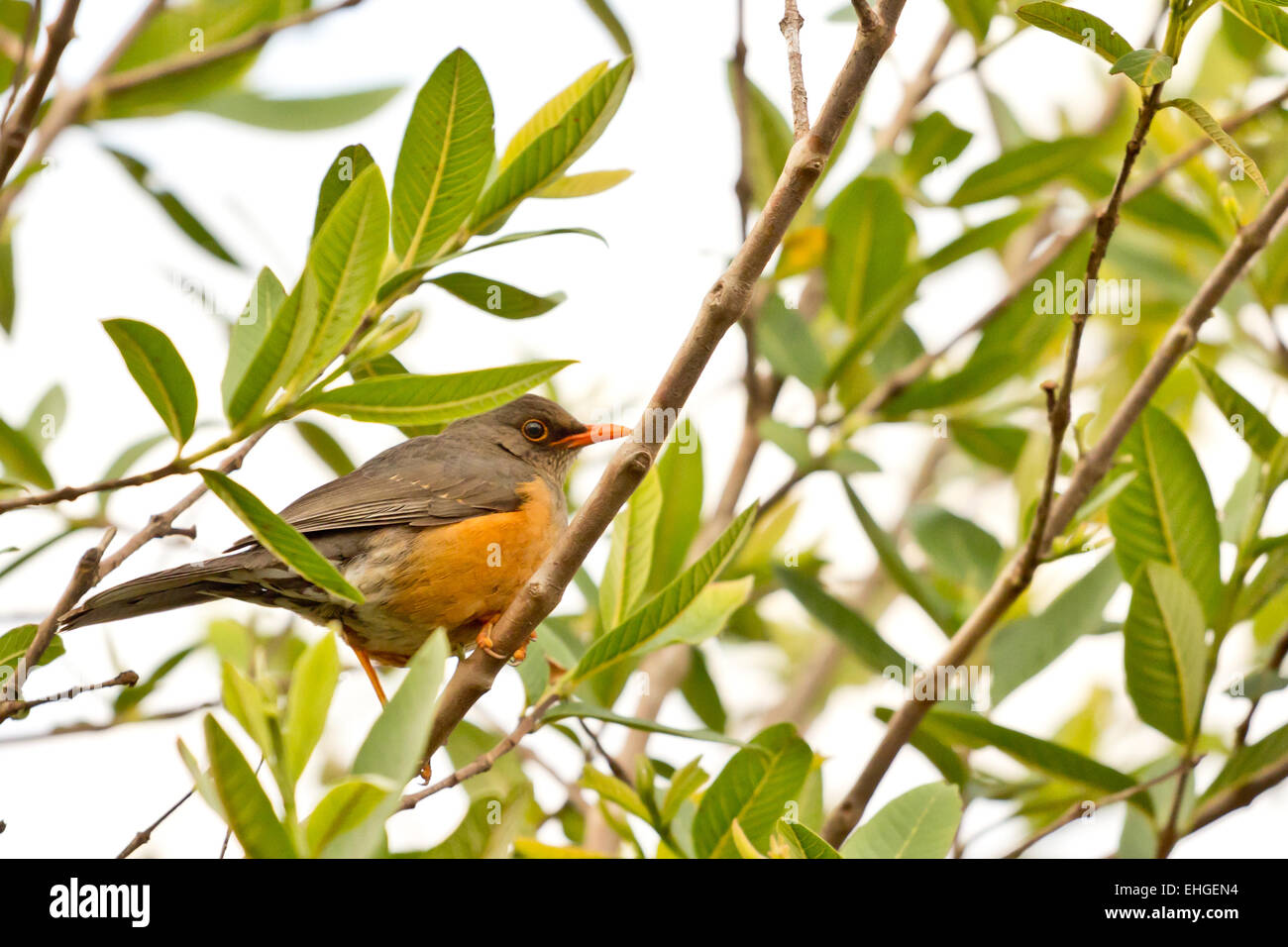 Kleine orange Schnabel Vogel Stockfoto