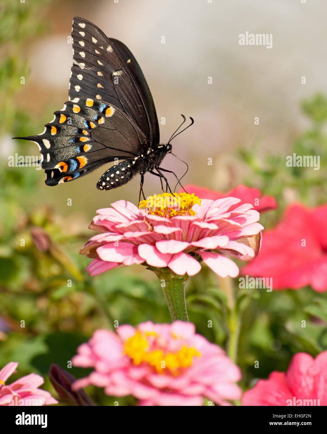 Wunderschönen östlichen schwarzen Schwalbenschwanz-Schmetterling im Garten Stockfoto