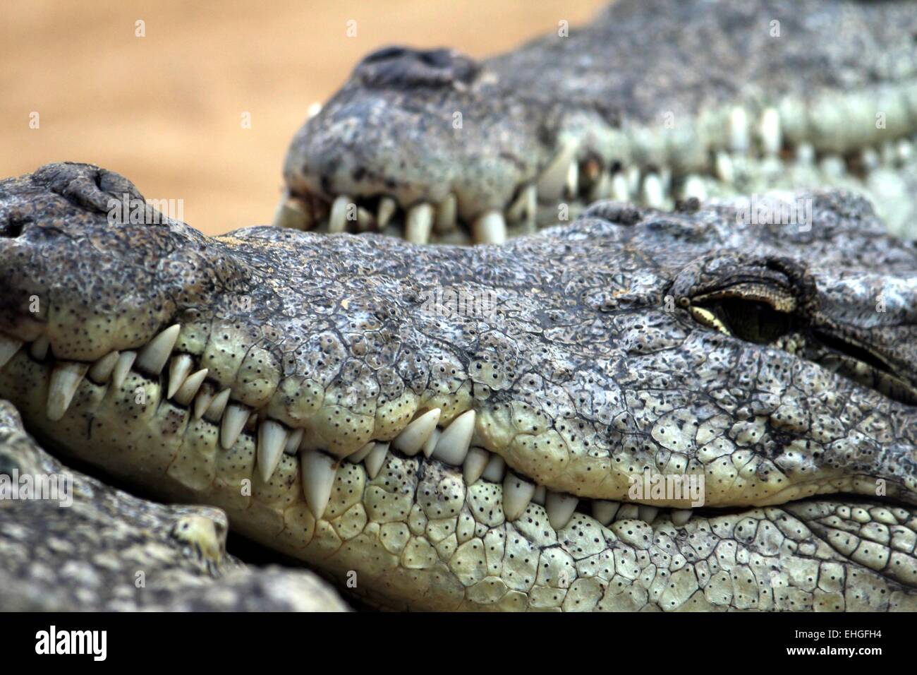 Krokodile Stockfoto