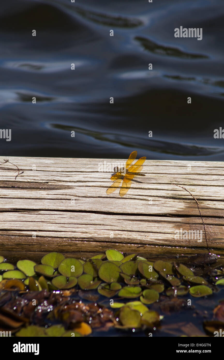 Gelb orange Libelle auf ein Stück Holz auf dem Wasser schwimmt. Stockfoto