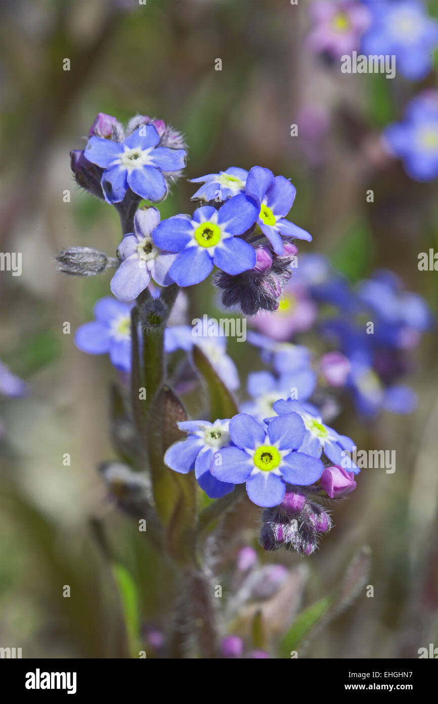 Myosotis Sylvatica, Holz-Vergissmeinnicht Stockfoto