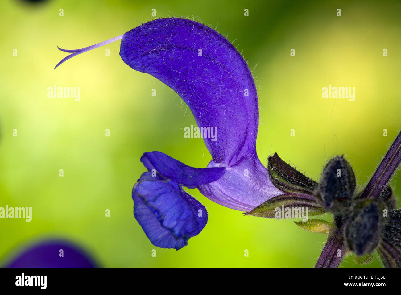 Salvia Pratensis, Wiese Clary Stockfoto