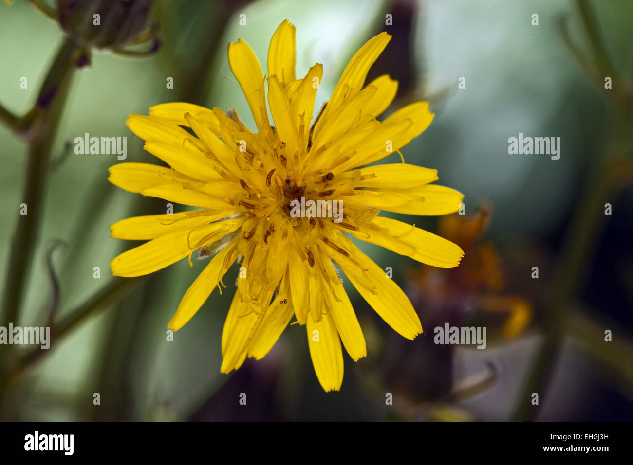 Rough Hawksbeard, Crepis biennis Stockfoto