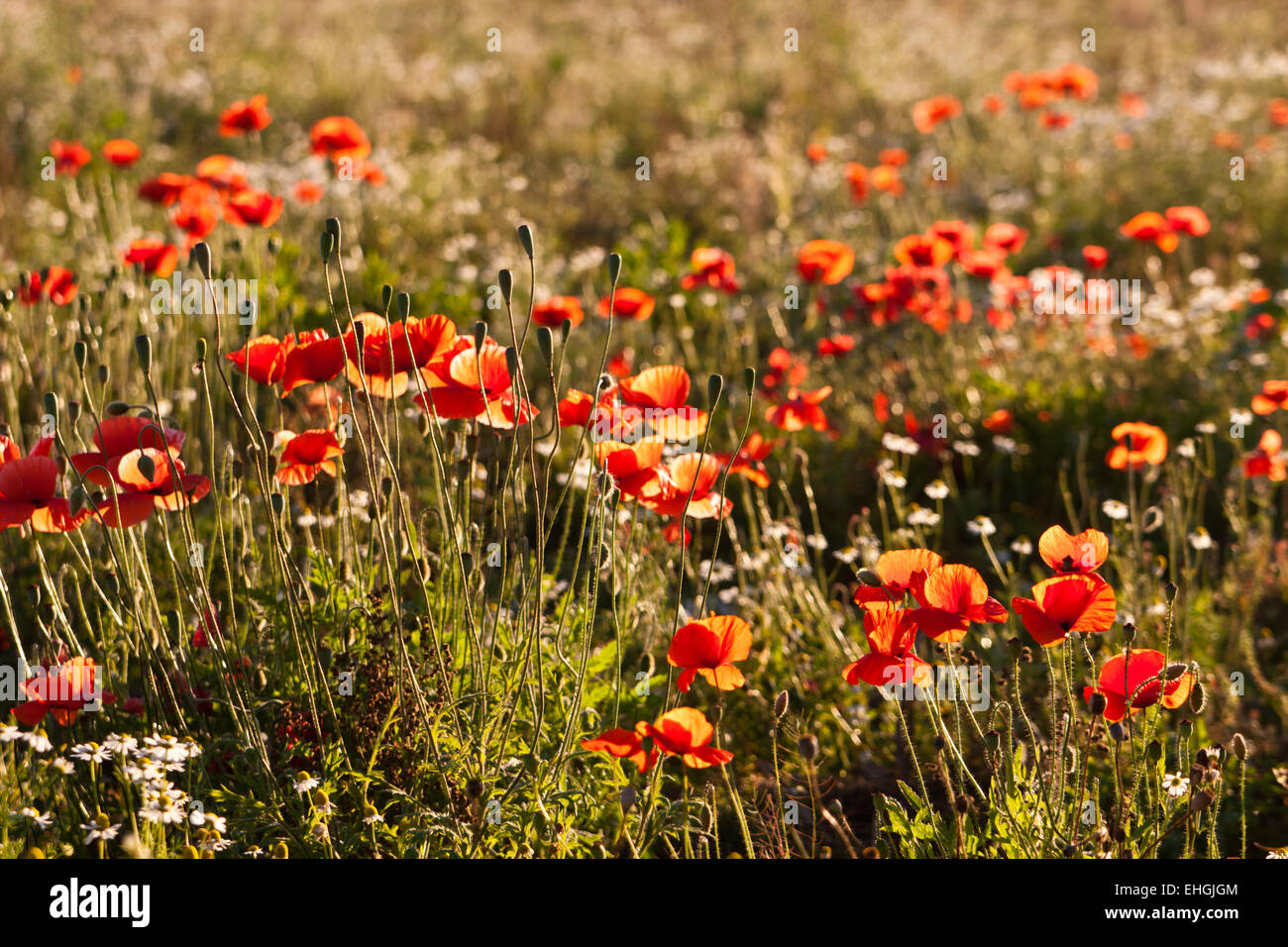 Klatschmohn in einem Feld Stockfoto