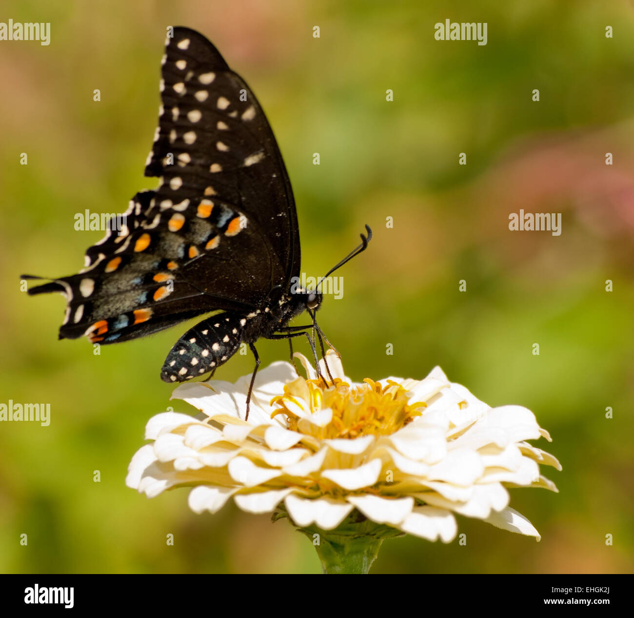 Papilio Polyxenes IV, östlichen schwarzen Schwalbenschwanz Schmetterling ernähren sich von blass gelbe Zinnie Stockfoto