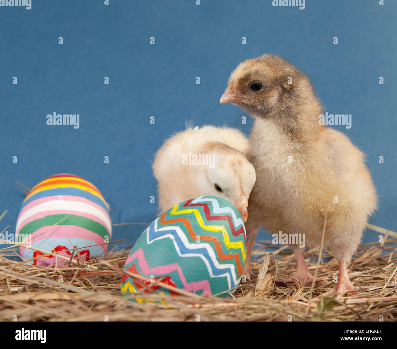 Zwei entzückende Ostern Küken im Heu mit bunt bemalten Eiern Stockfoto