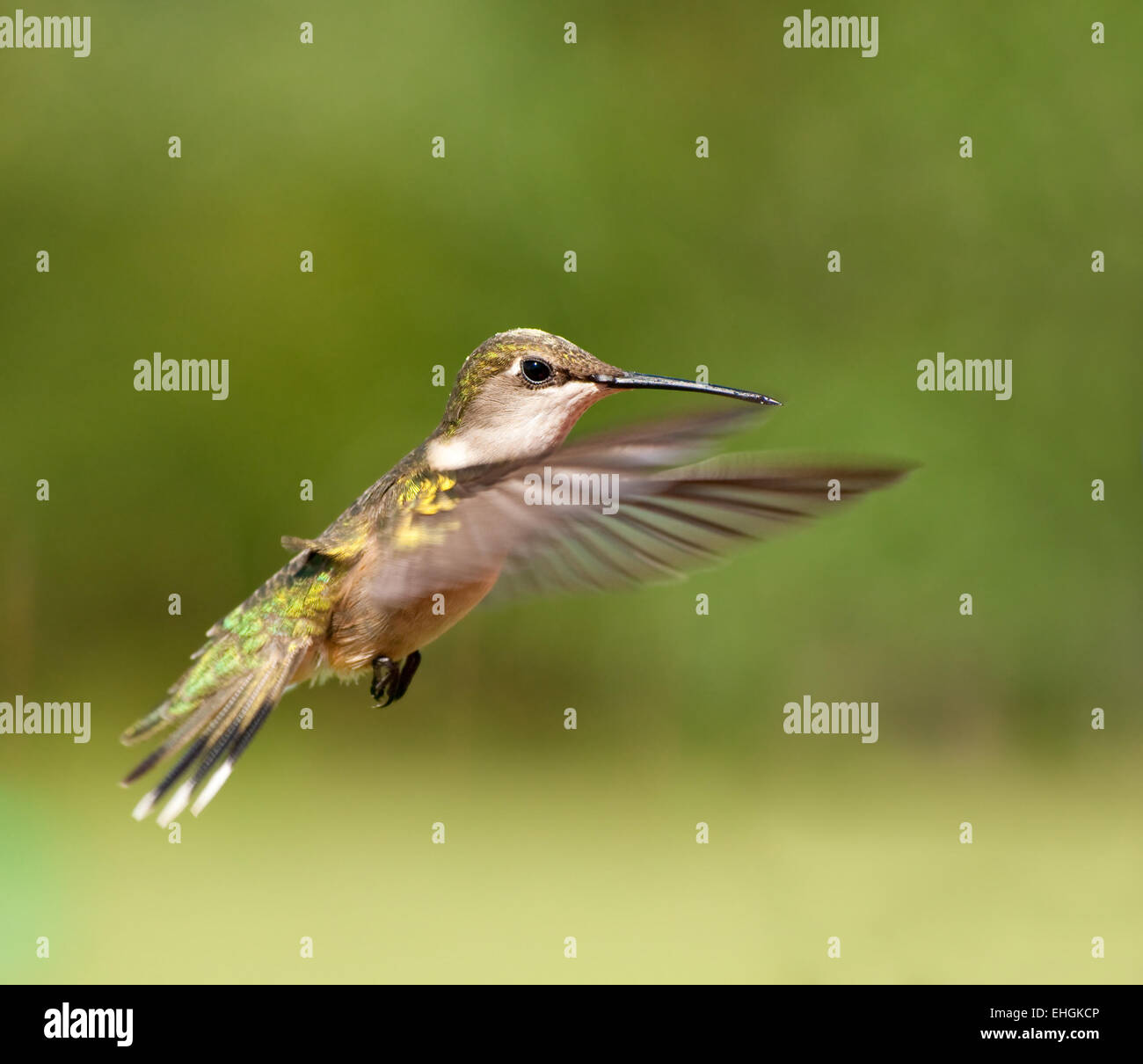 Ruby – Throated Kolibri Weibchen im Flug Stockfoto