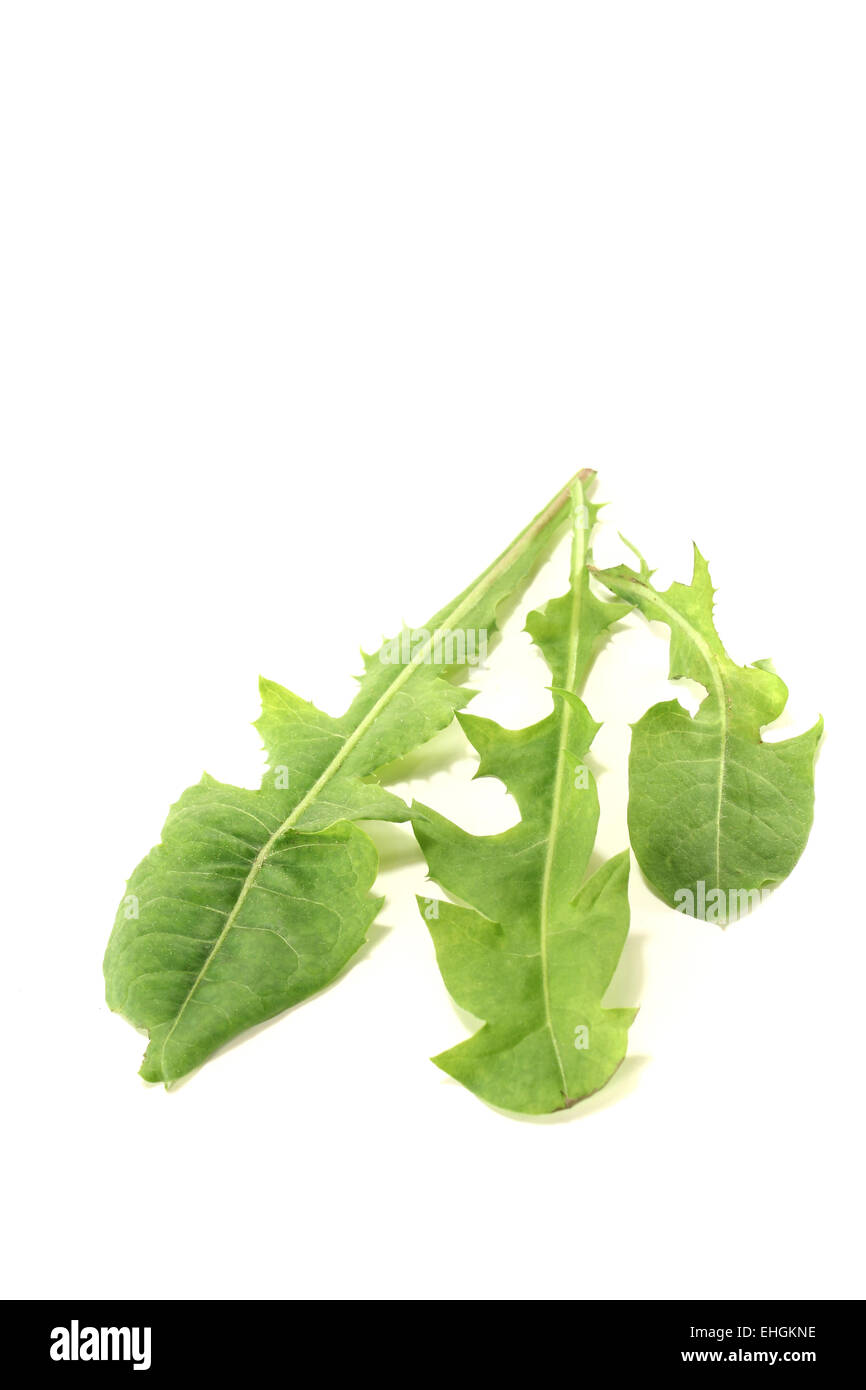 frische grüne Löwenzahn Stockfoto