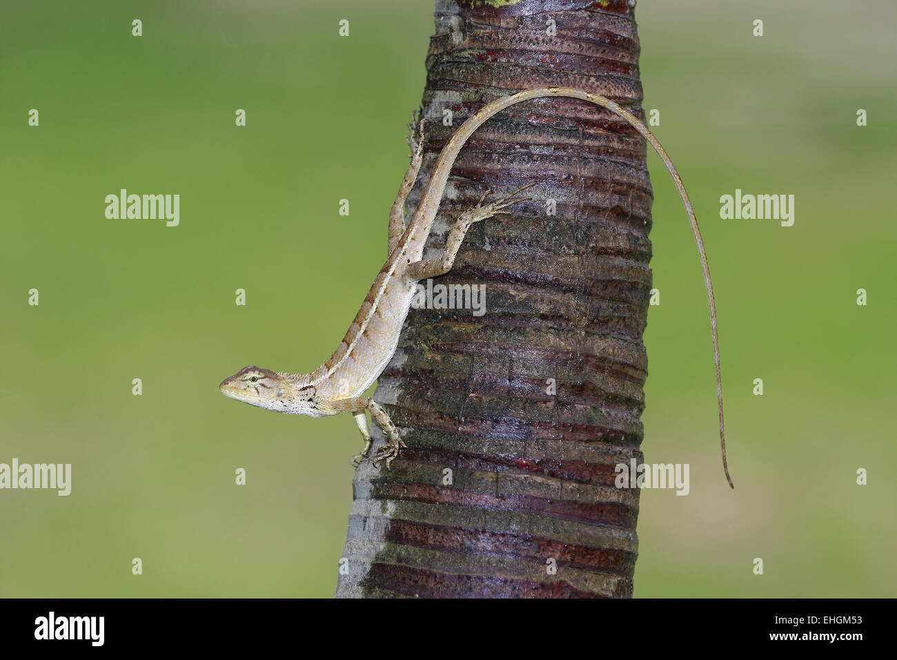 Geckos (Gekkonidae), Mui Ne, Vietnam, Asien Stockfoto