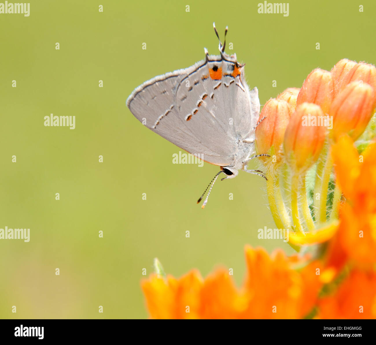 Winzige graue Zipfelfalter, Strymon Melinus auf Asclepias Tuberosa Bloom Hintergrund sommergrün Stockfoto