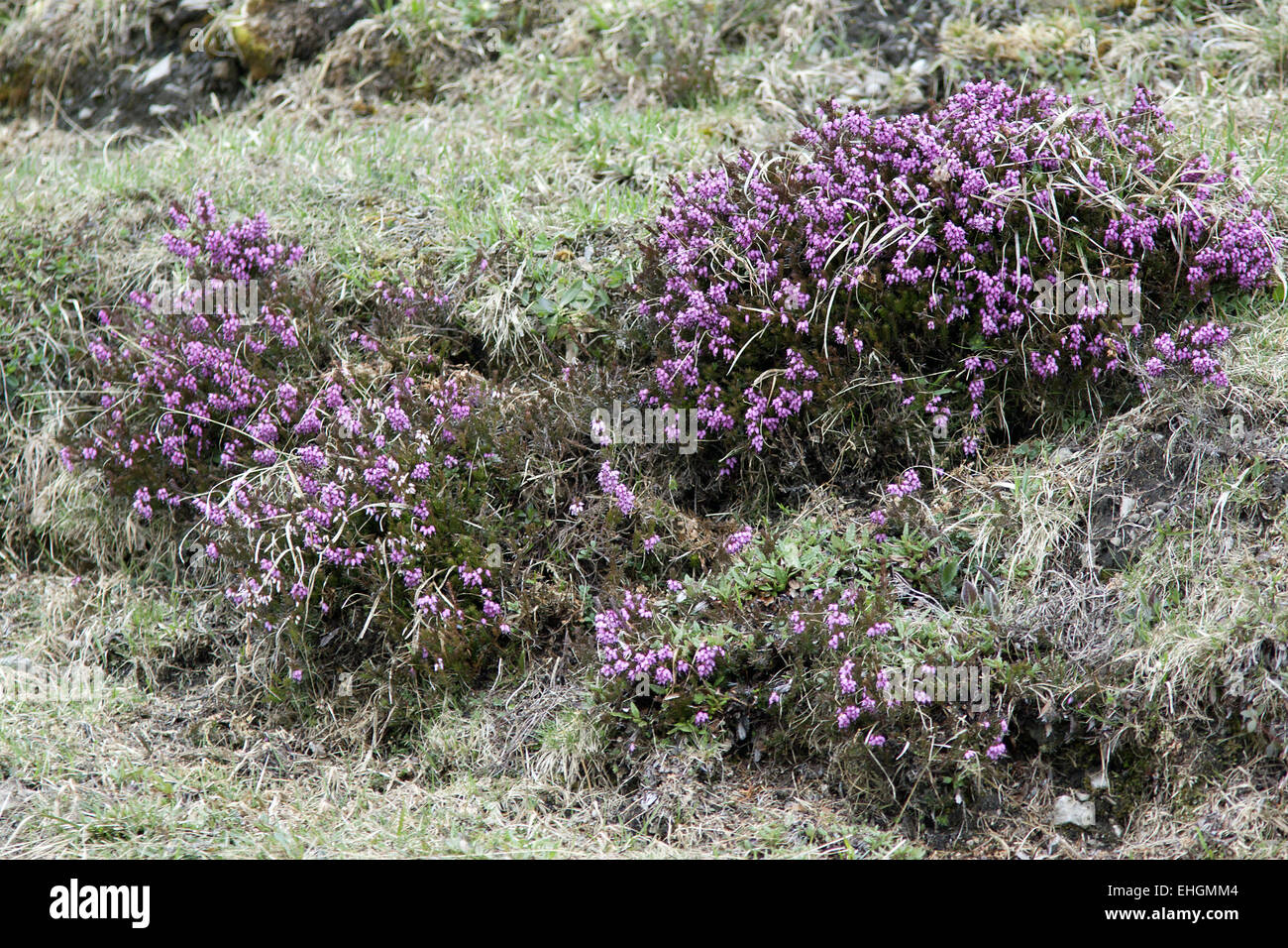 Erica Carnea, Winter Heath Stockfoto