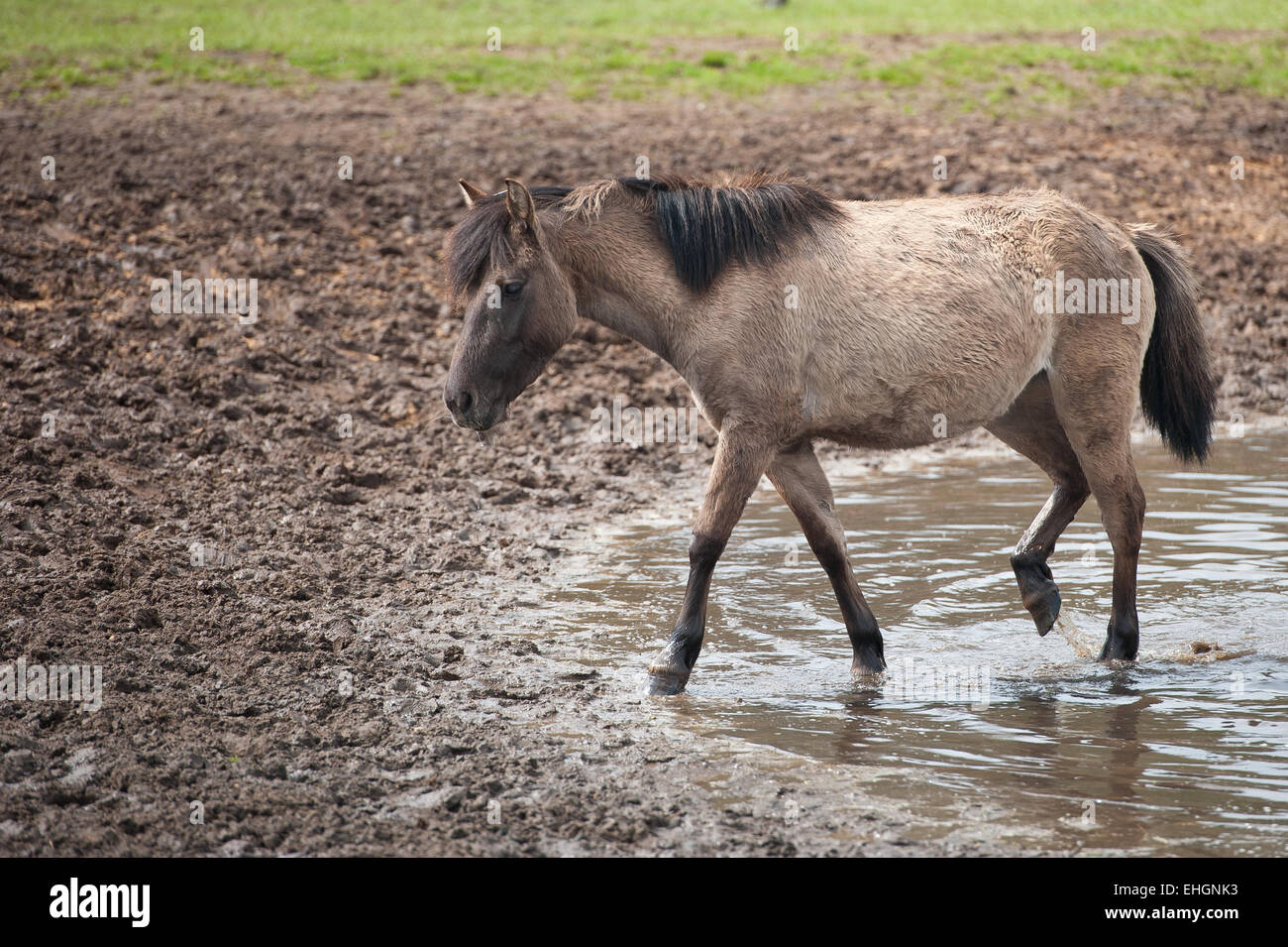 wildes Pferd im Wasser Stockfoto