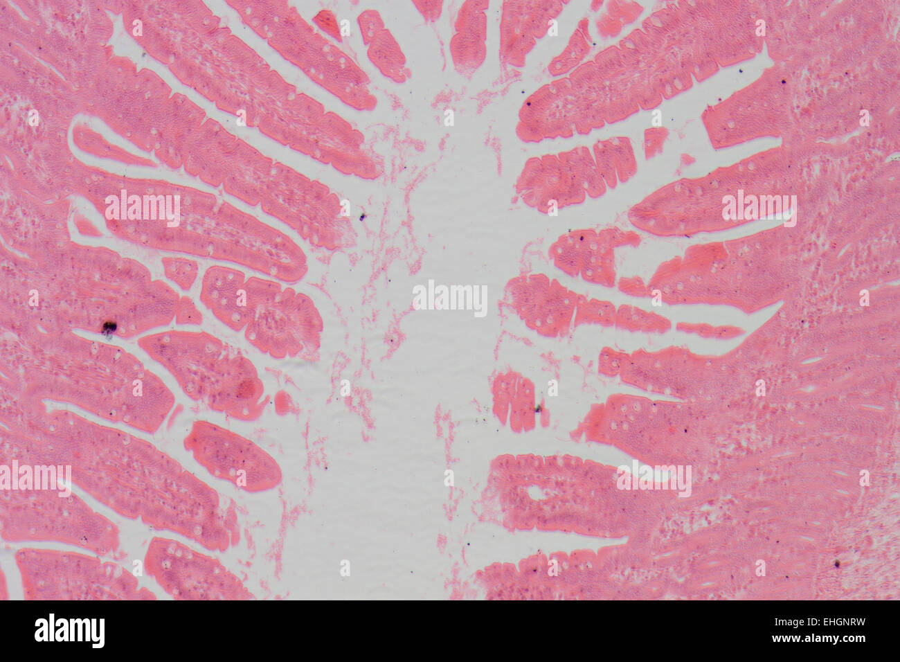 Schliffbild von kleinen Intestinum Tenue Gewebe Stockfoto