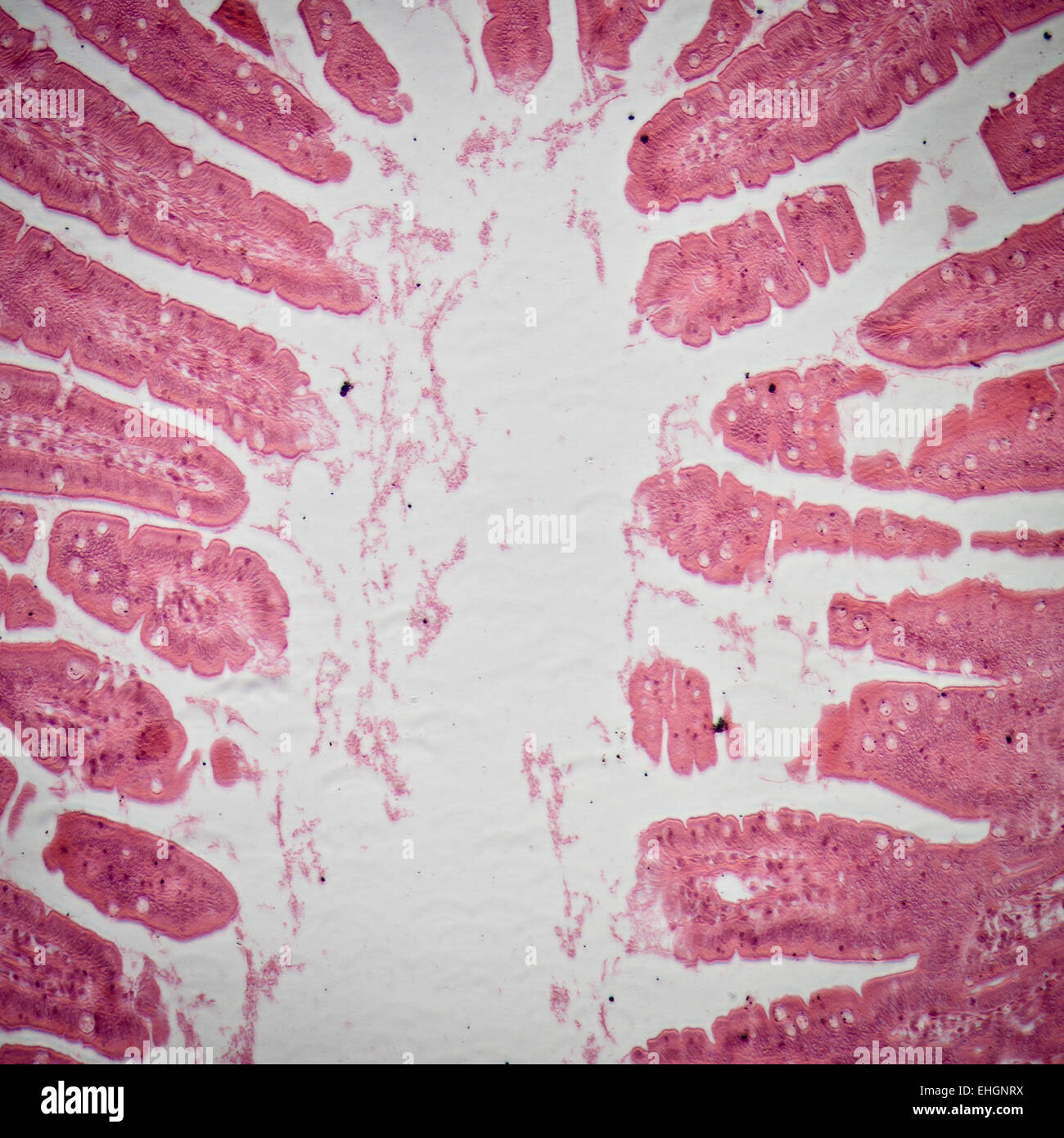 Schliffbild von kleinen Intestinum Tenue Gewebe Stockfoto