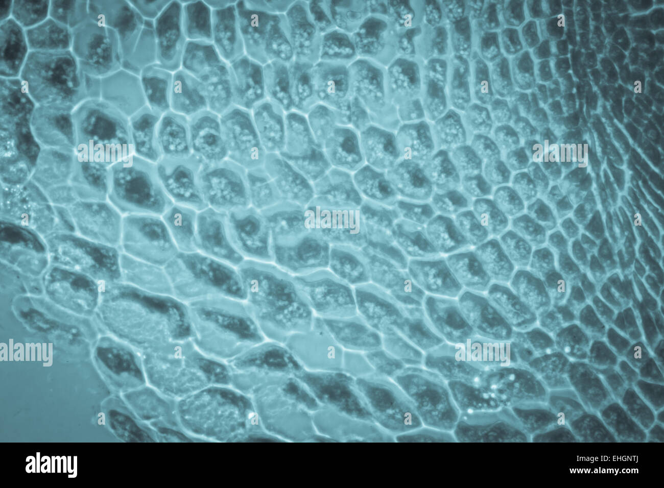 Schliffbild Pflanzenzelle Wurzel Spitze Gewebe Stockfoto