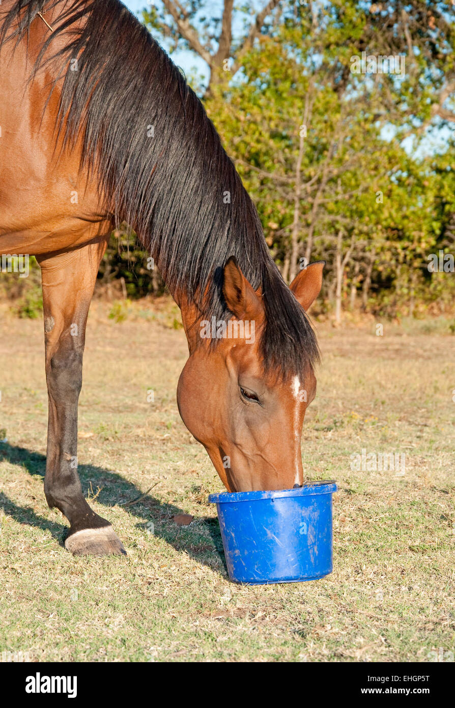 Bucht Pferd Essen feed aus einem Eimer auf der Weide Stockfoto