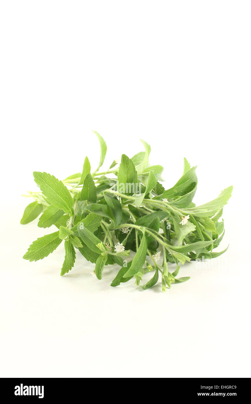 Stevia mit Blüten Stockfoto