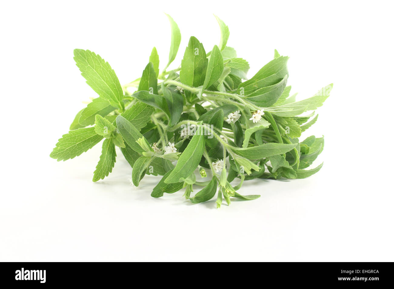 Stevia mit weißen Blüten Stockfoto