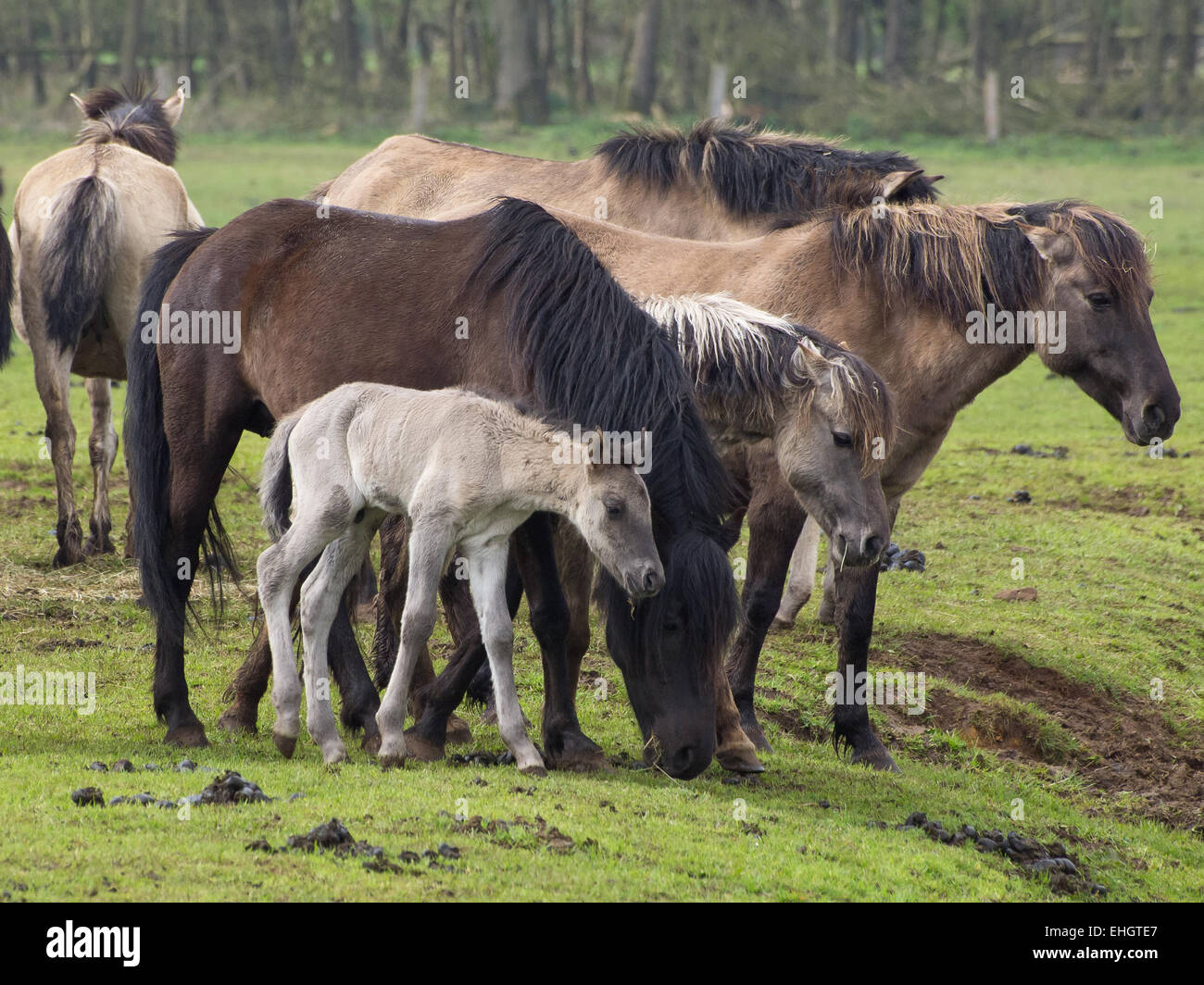 Wildpferde Dülmen, Deutschland Stockfoto