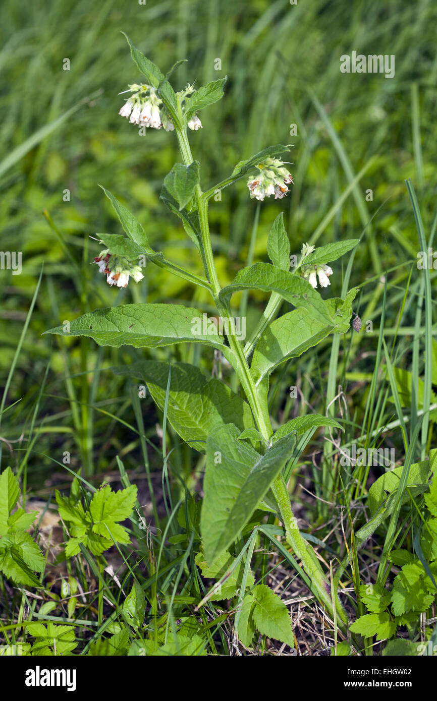 Gemeinsamen Beinwell Symphytum officinale Stockfoto