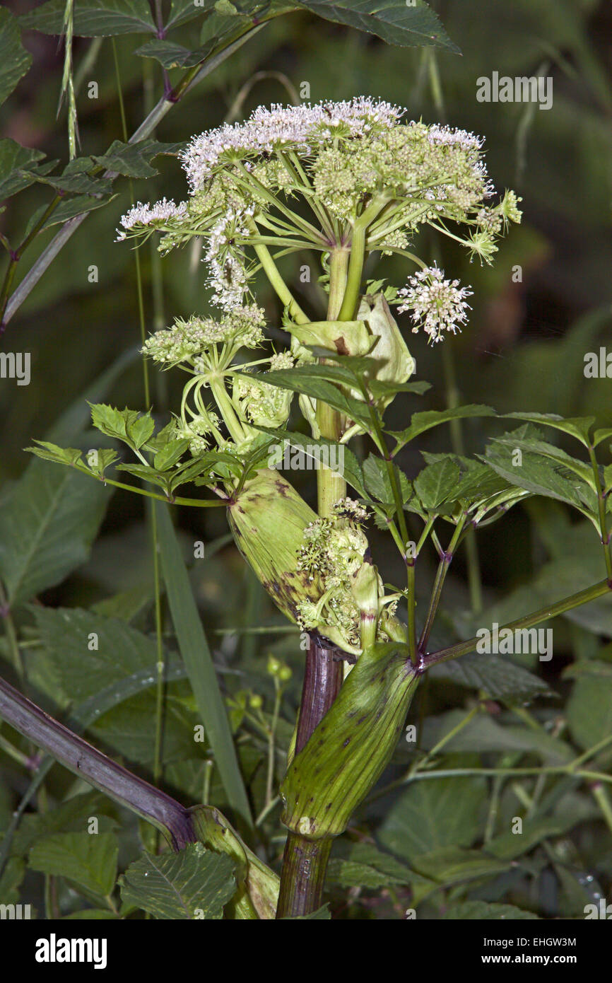 Angelica Sylvestris, wilde Angelica Stockfotografie Alamy